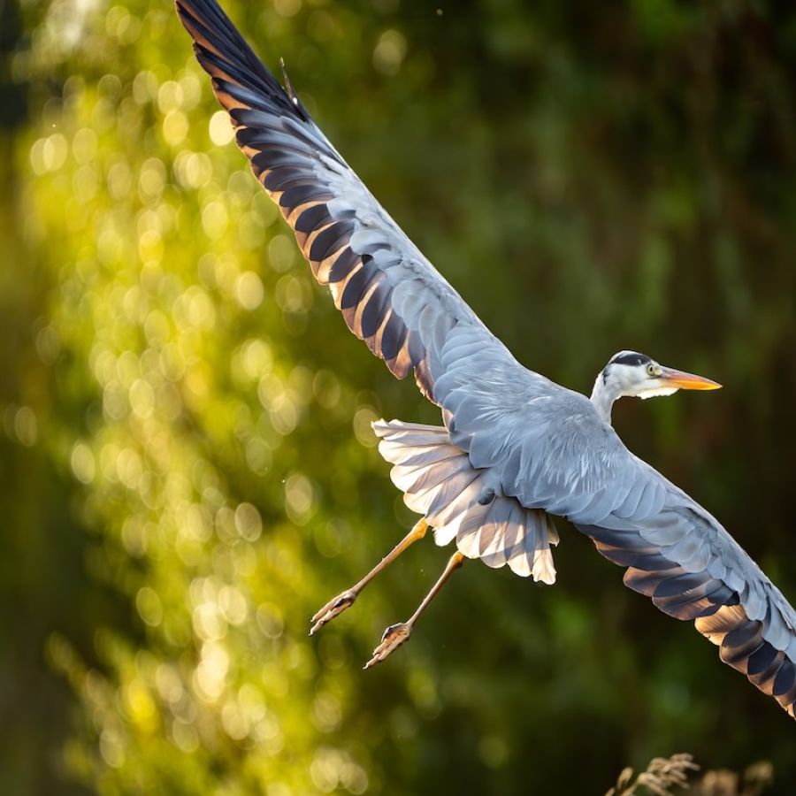 Grey heron beside a UK river and wetland habitat